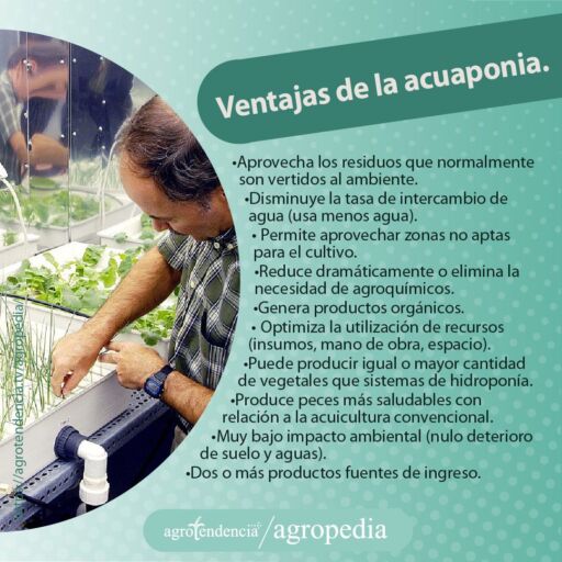 hombre manipulando cultivo en sistema de acuaponía