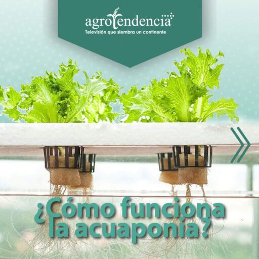 plantas de lechuga sembradas en sistema de acuaponía
