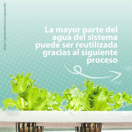 dos plantas de lechuga sembradas en acuaponía
