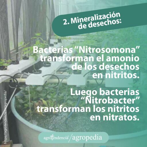 acuaponía con el uso de plantas regadas con agua de tanque circular con plantas acuáticas