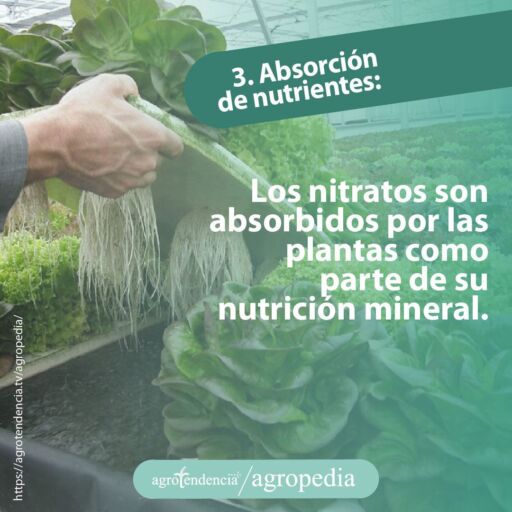 persona tomando bandeja sembrada con plantas bajo el sistema de acuaponía