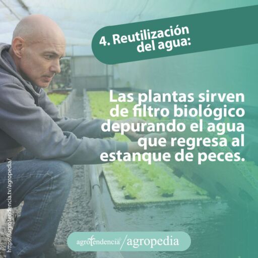 hombre observando cultivo sembrado en sistema de acuaponía