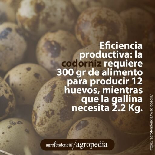 huevos de codornices