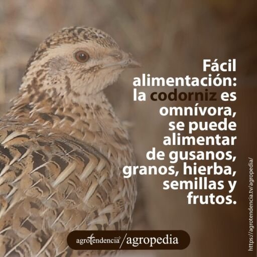 una codorniz
