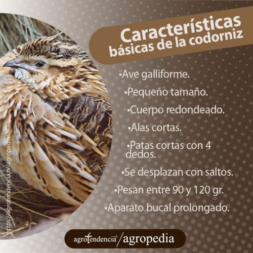 una codorniz echada