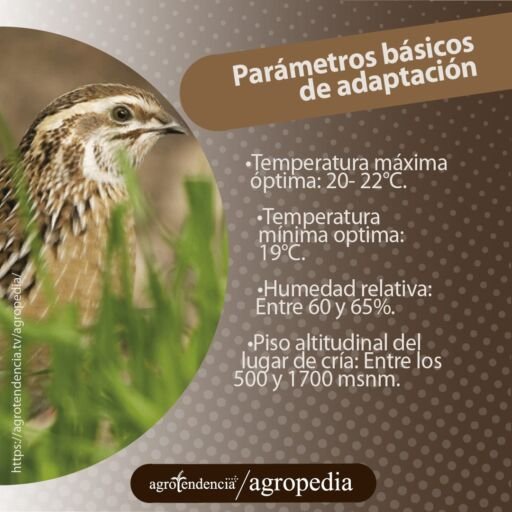 una codorniz en el prado