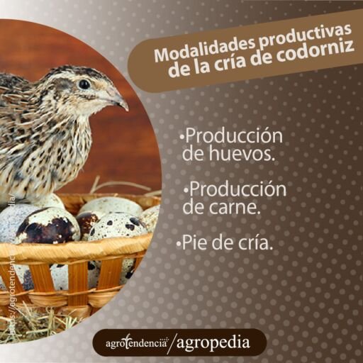 codornis y huevos