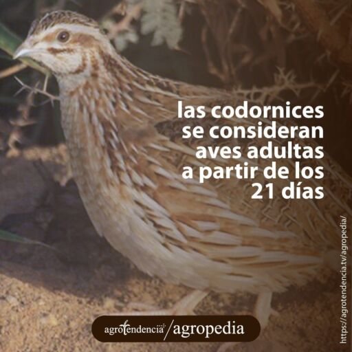 una codorniz adulta