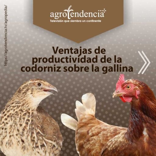 una codorniz y una gallina