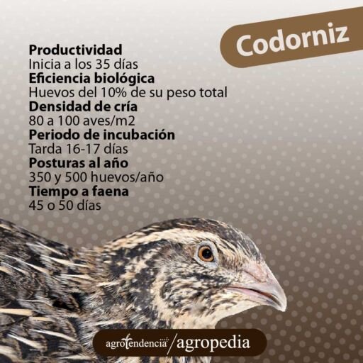 cabeza de codorniz