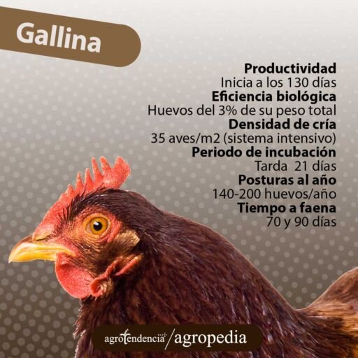 gallina menos productiva que codorniz