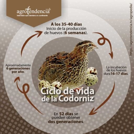 codorniz con cinco huevos