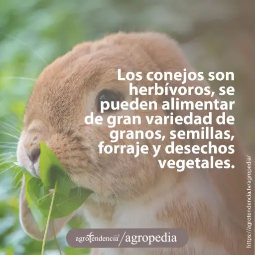 un conejo color naranja y blanco comiendo hojas
