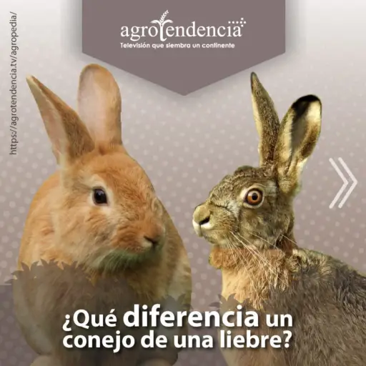 Un conejo amarillo y una liebre marrón