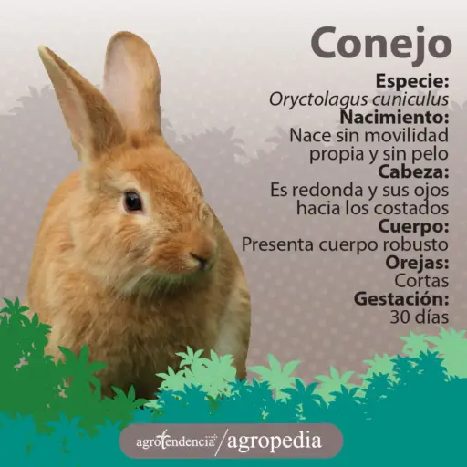 un conejo amarillo