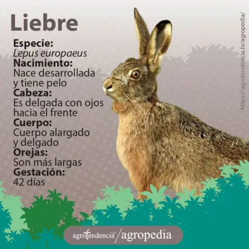 una liebre marrón