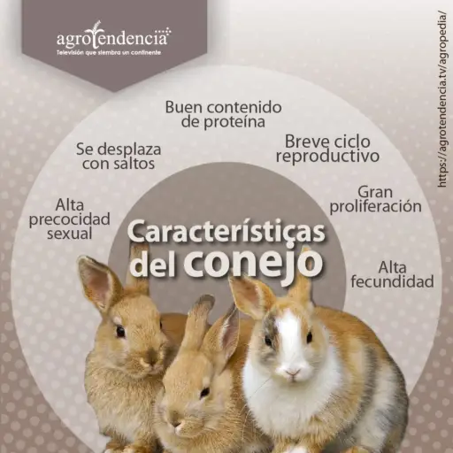 tres conejos amarillos con manchas blancas