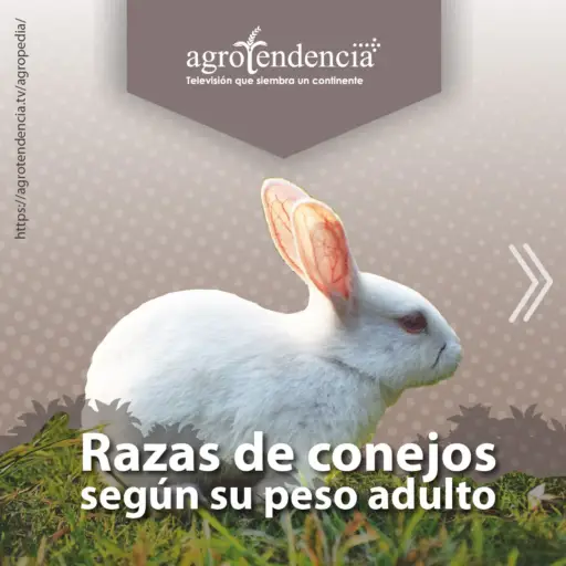 un conejo blanco