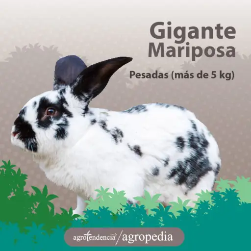 un conejo blanco con manchas negras, raza mariposa