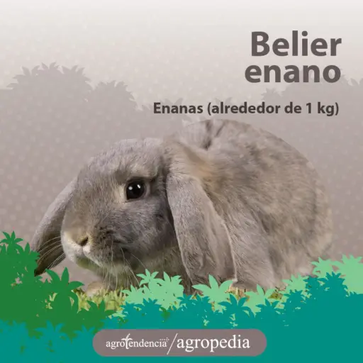 conejo color gris con orejas caidas