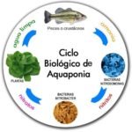 acuaponia - Ciclo biológico de la acuaponia