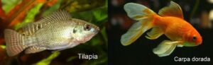 acuaponia - calidad del agua