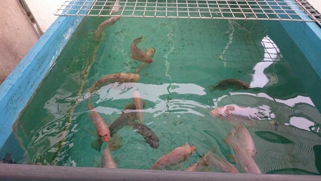 conversión alimentaria en peces en sistema de acuaponía