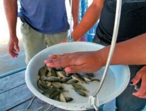 acuaponia - peces para acuaponia