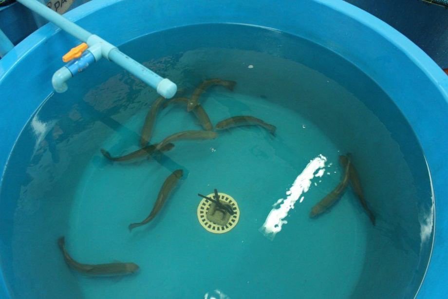 peces en estanque bajo sistema de acuaponía