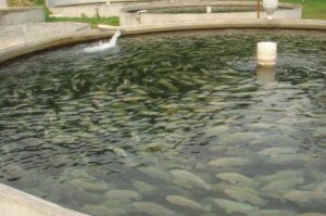 acuaponia - peces para acuaponia
