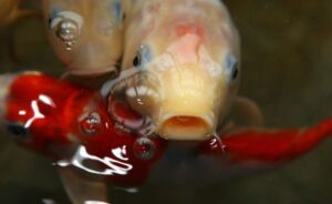 acuaponia - sistema de acuaponia