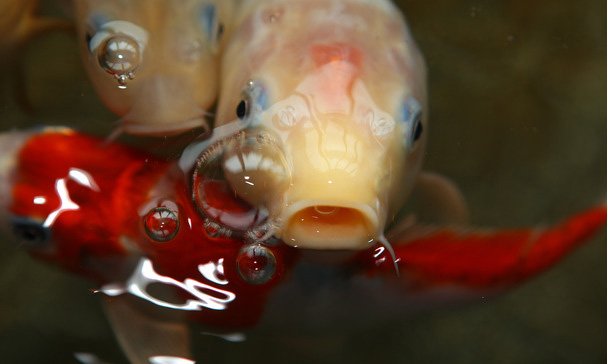 pez estresado por falta de oxigeno disuelto en el agua