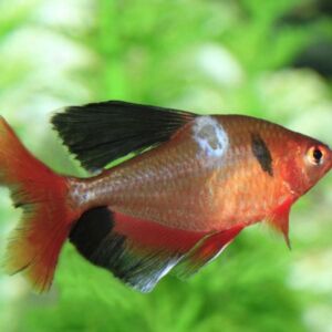 acuaponia - sistema de acuaponia