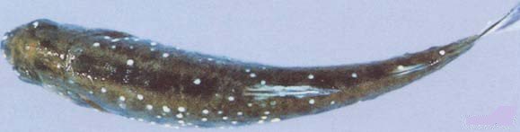 Infectación por Ichthyophthirius multifiliis