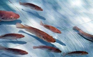 acuaponia - sistema de acuaponia