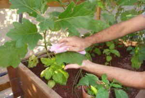 acuaponia - sistema de acuaponia