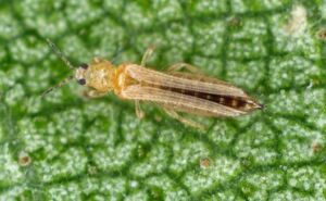 acuaponia - sistema de acuaponia