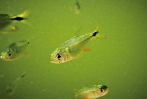 acuaponia - peces para acuaponia