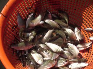 acuaponia - peces para acuaponia