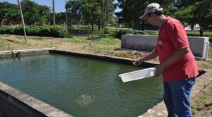 acuaponia - peces para acuaponia