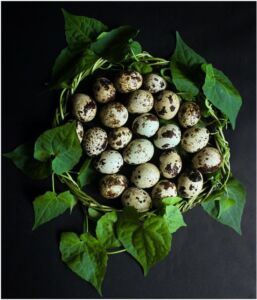 codorniz - codorniz huevos