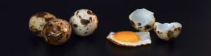 codorniz - codorniz huevos