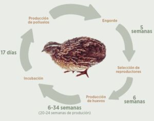 codorniz - codorniz características