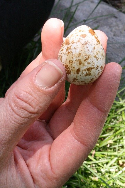 una mano sosteniendo un huevo de codorniz