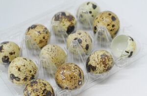 codorniz - codorniz huevos