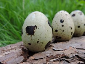codorniz - codorniz huevos