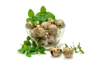 codorniz - codorniz huevos