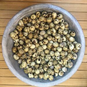 codorniz - codorniz huevos