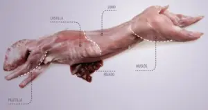 conejo - carne de conejo