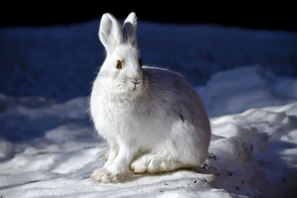 conejo en nieve